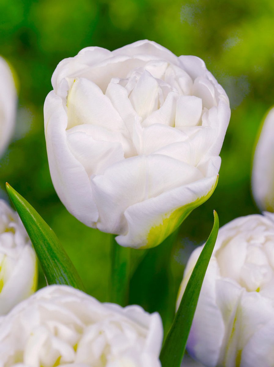 15x Tulpen 'Mount tacoma' - BULBi® Bloembollen met bloeigarantie