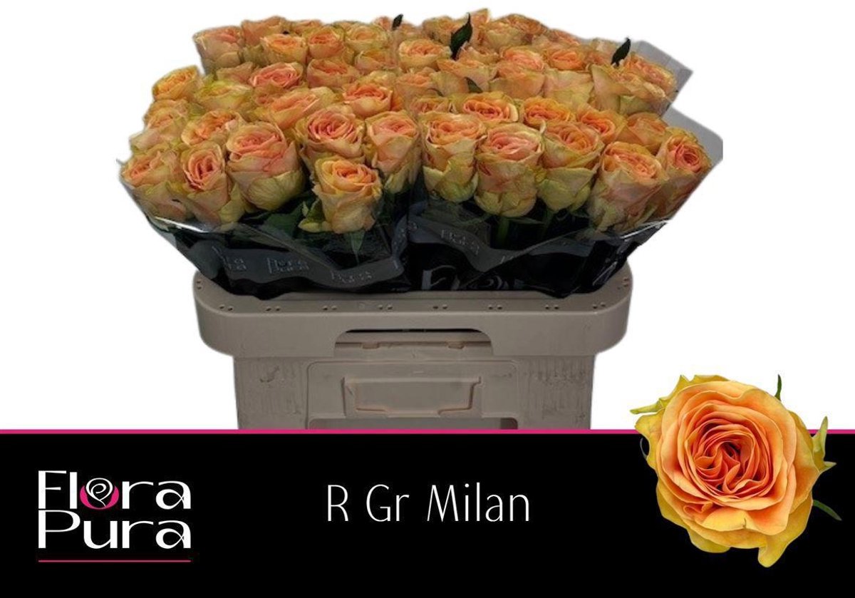 20x Rosa milan 50cm