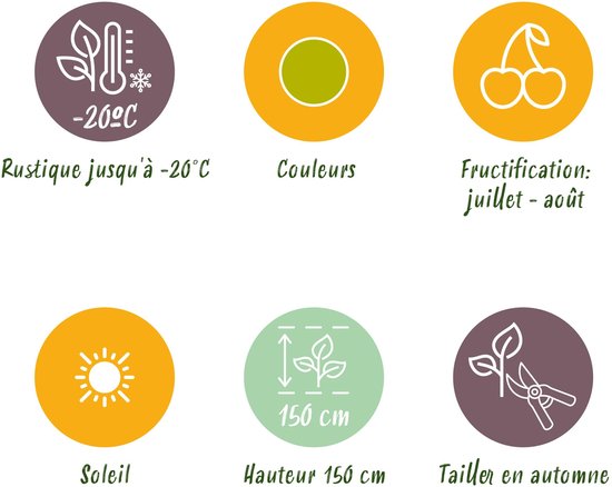 Illustraties van plantkenmerken: winterhard tot -20°C, groene kleur, vruchten in juli-augustus, zon, hoogte 150 cm, snoeien in de herfst.