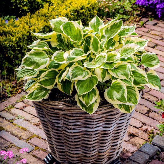 Hosta - Vaste planten - Zomerbloeiers | Green Garden Flower bulbs