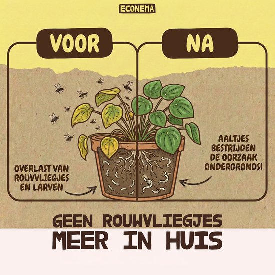 Illustratie toont een plant met rouwvliegjes en larven, gevolgd door een gezonde plant. Econema bestrijdt de oorzaak ondergronds.