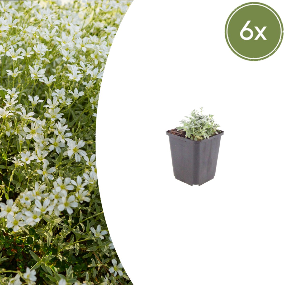 Tuinplantenshop.com | Cerastium tomentosum | 6 stuks - Ø9cm - 10-25cm hoog - Tuinplant