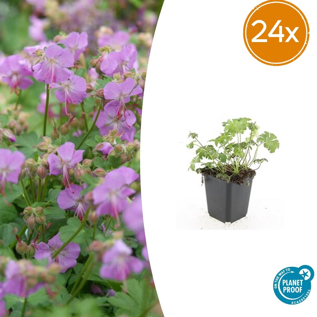 Tuinplantenshop.com | Geranium cant. 'Cambridge' | 24 stuks - Ø9cm - 10-25cm hoog - Tuinplant