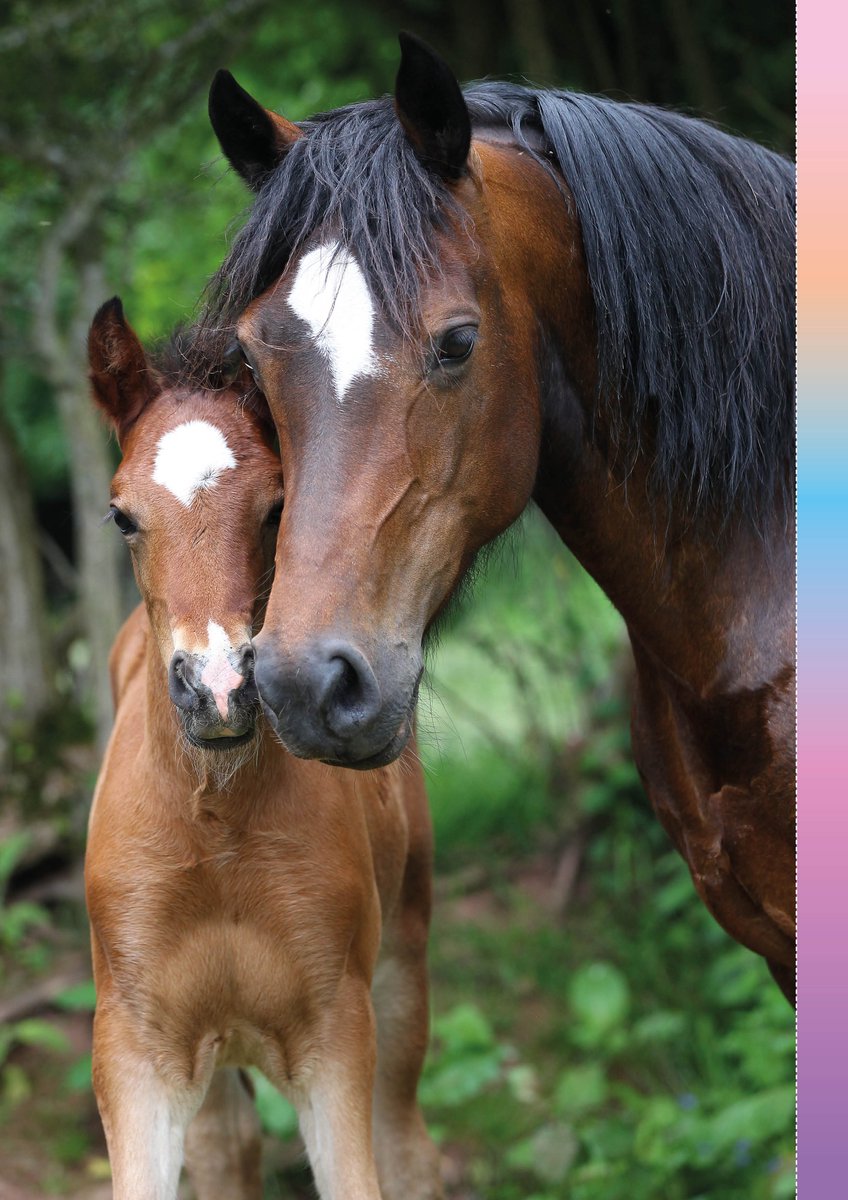 Penny XXL Lenteboek 2026 - Vakantieboek voor Kinderen - Doeboek - Vakantie - Paard - Paarden Spullen - Paardencadeaus - Tekenen - Posters - Strips - Puzzels - Puzzel - kleurboek - Tekenboek - Pony - Veulen - Creatief knutselboek — afbeelding 3