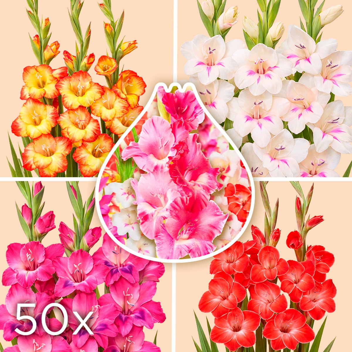 50 x Gladiolen Bollen Mix 'Season Collection' | Bloembollen zomerbloeiers | Nederlands gekweekt | Kleurrijk - The Bulb Farmers