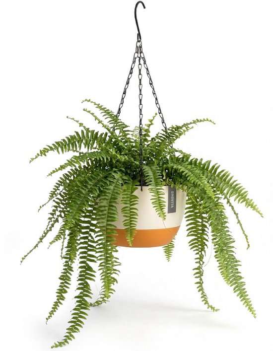 Witte hangpot met oranje bodem en een groene varensplant, bevestigd met een ketting.