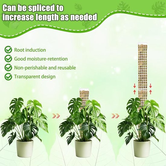 Drie planten met mosstokken van toenemende lengte. De mosstok kan worden gesplitst om de lengte te vergroten.