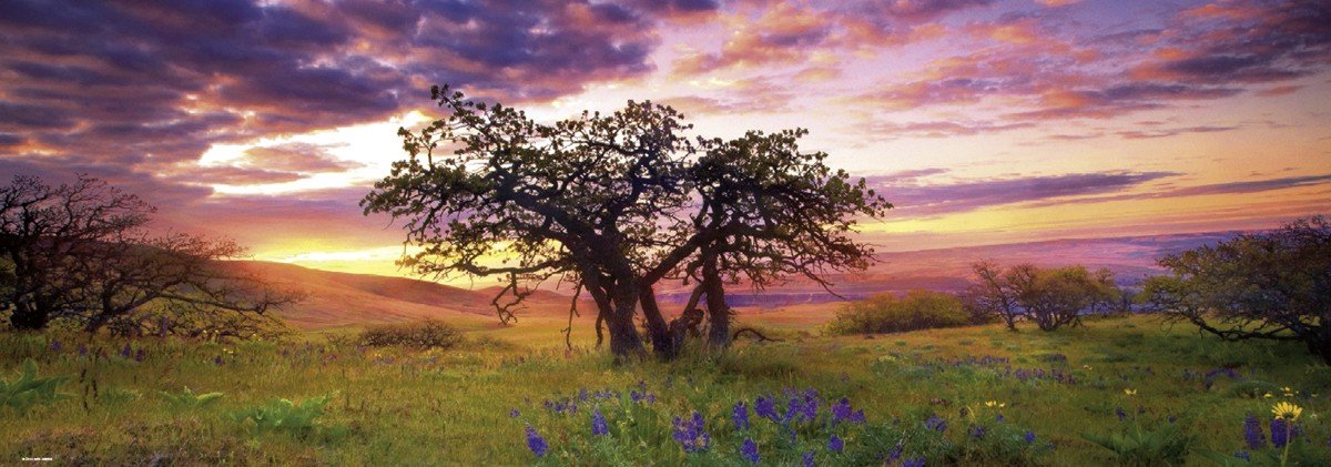Heye Puzzel Oak Tree 2000 Panorama.