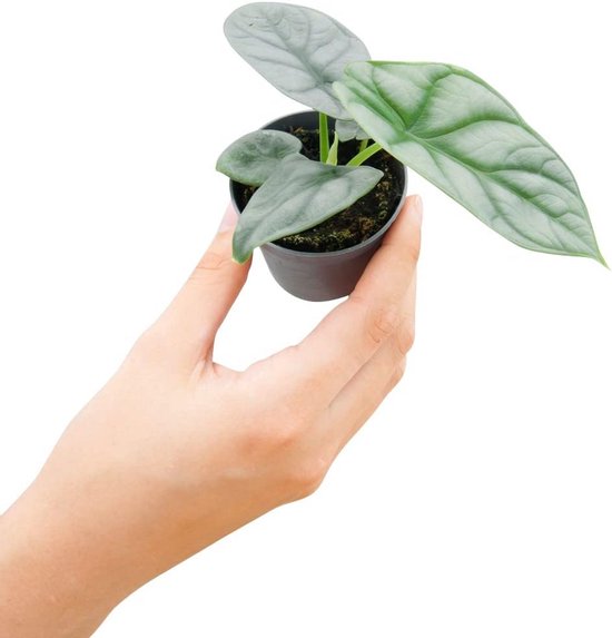 Zeldzame Kamerplant Stekje Zilveren Olifantsoor - Alocasia Baginda
