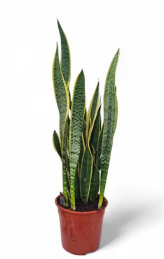 Sansevieria Laurentii - Vrouwentong - Luchtzuiverende Kamerplant - Onderhoudsvriendelijk - Sterke kamerplant voor woonkamer of kantoor