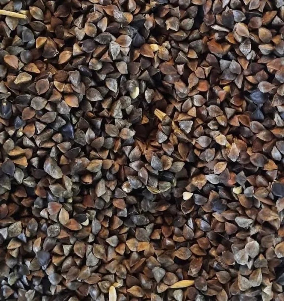 Reniers Fishing Gekuiste Boekweit - Maat : 2 Kilo