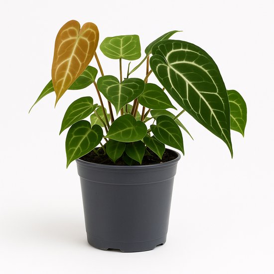 Anthurium Crystallinum 20 Cm – Plante D'Intérieur Rare Aux Feuilles Veloutées Vert Argenté