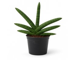 Sansevieria Skyline – Vrouwentong – Kamerplant – Luchtzuiverend & Weinig Onderhoud – Hoogte 25cm - Pot Ø10,5cm – Voor Woonkamer, Slaapkamer of Kantoor – Makkelijke Plant