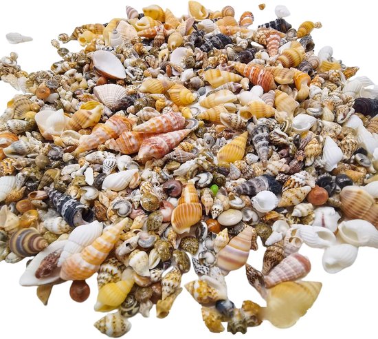 LYFJXX Natuurlijke Shell Conch Ornamenten Accessoires Onderdelen Diy Materiaal Sieraden Componenten Fish Tank Woondecoratie