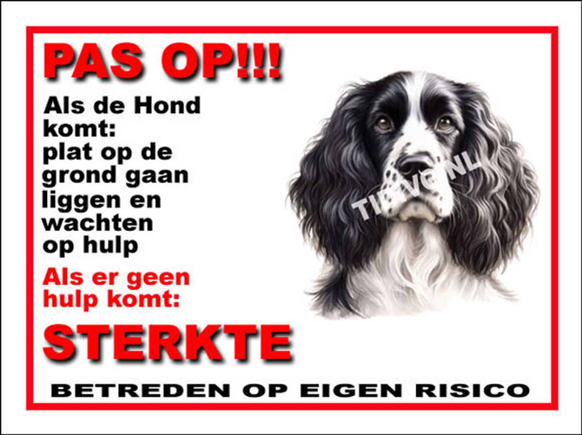 Engelse Springer Spaniel 12