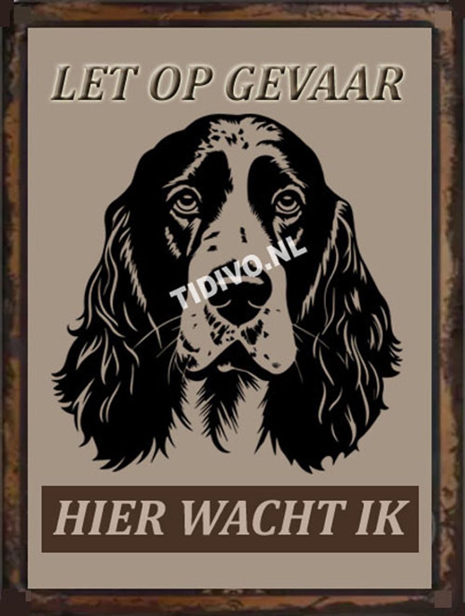 Engelse Springer Spaniel 18
