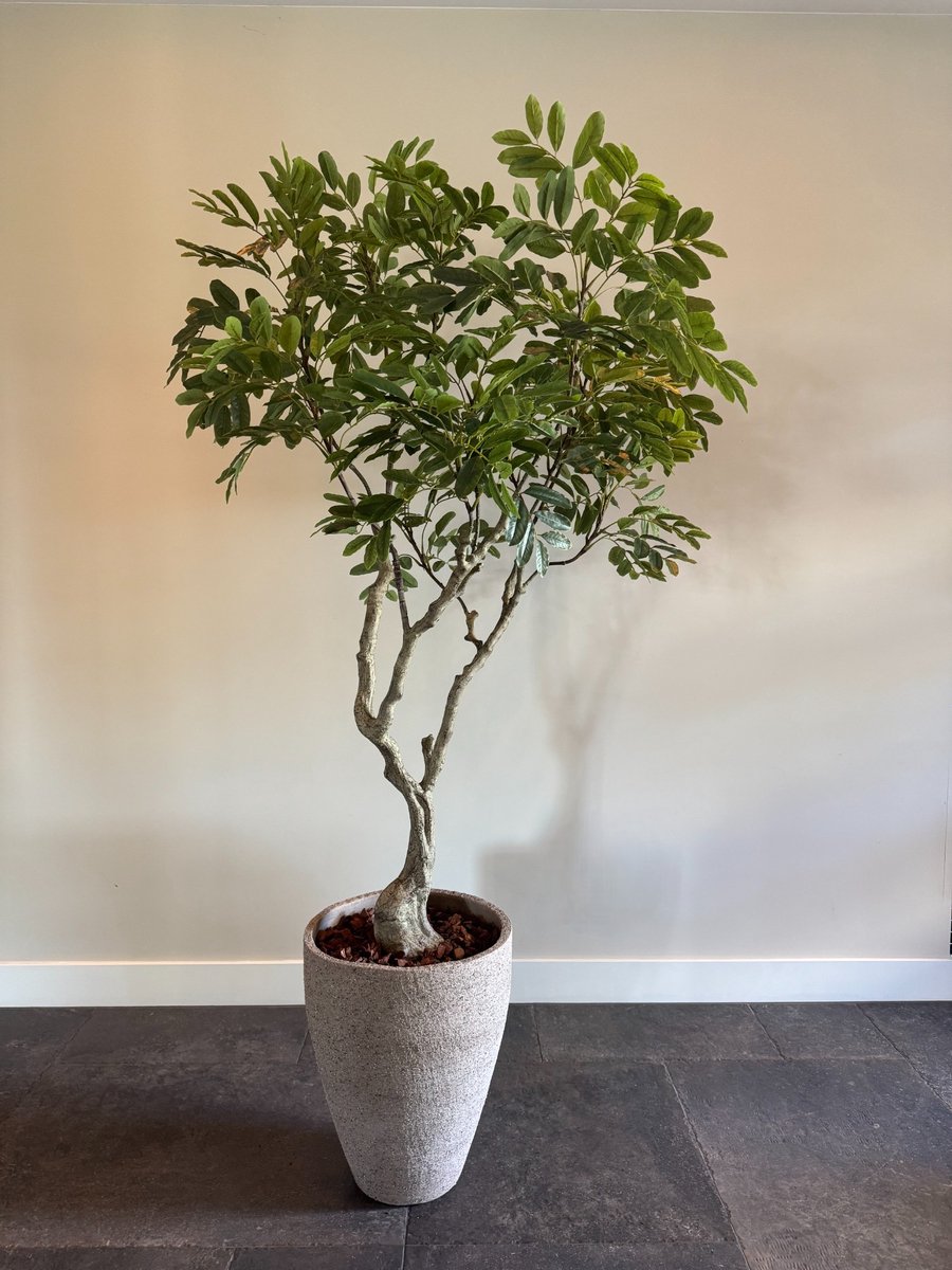 Kunstplant – Khaya – Zijden bladeren – 180 cm hoog