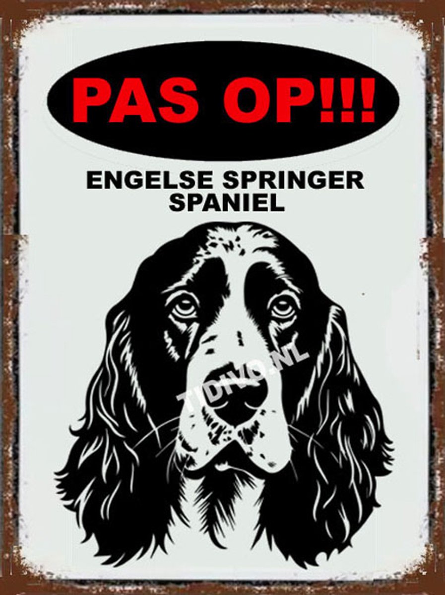 Engelse Springer Spaniel 17