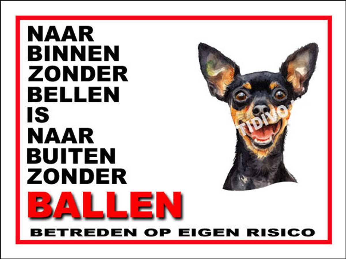 Engelse Toy Terrier 11