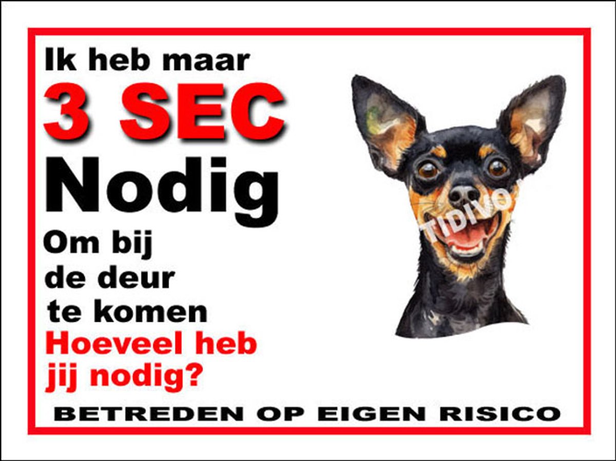 Engelse Toy Terrier 6