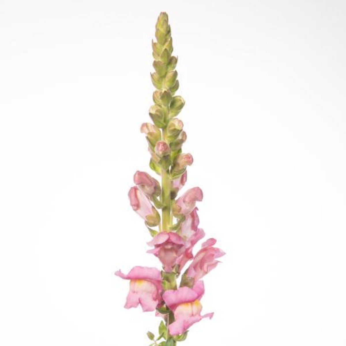 10x Antir.pot.roze 80cm