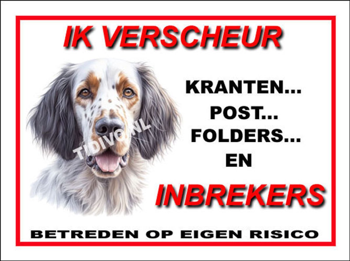 Engelse Setter 8