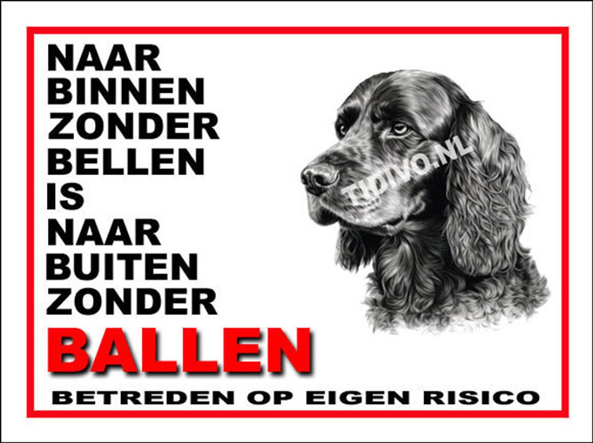 Engelse Cocker Spaniel 11