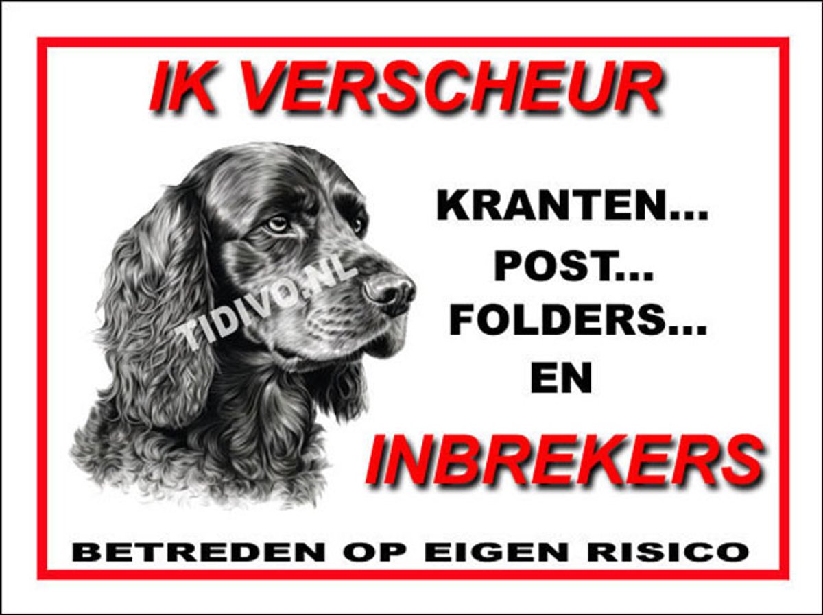 Engelse Cocker Spaniel 8
