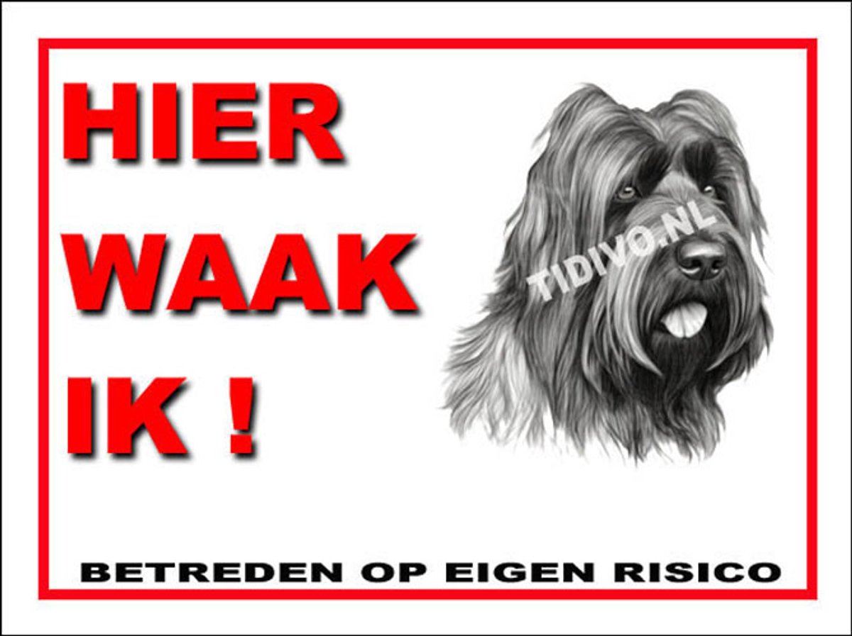 Briard 3