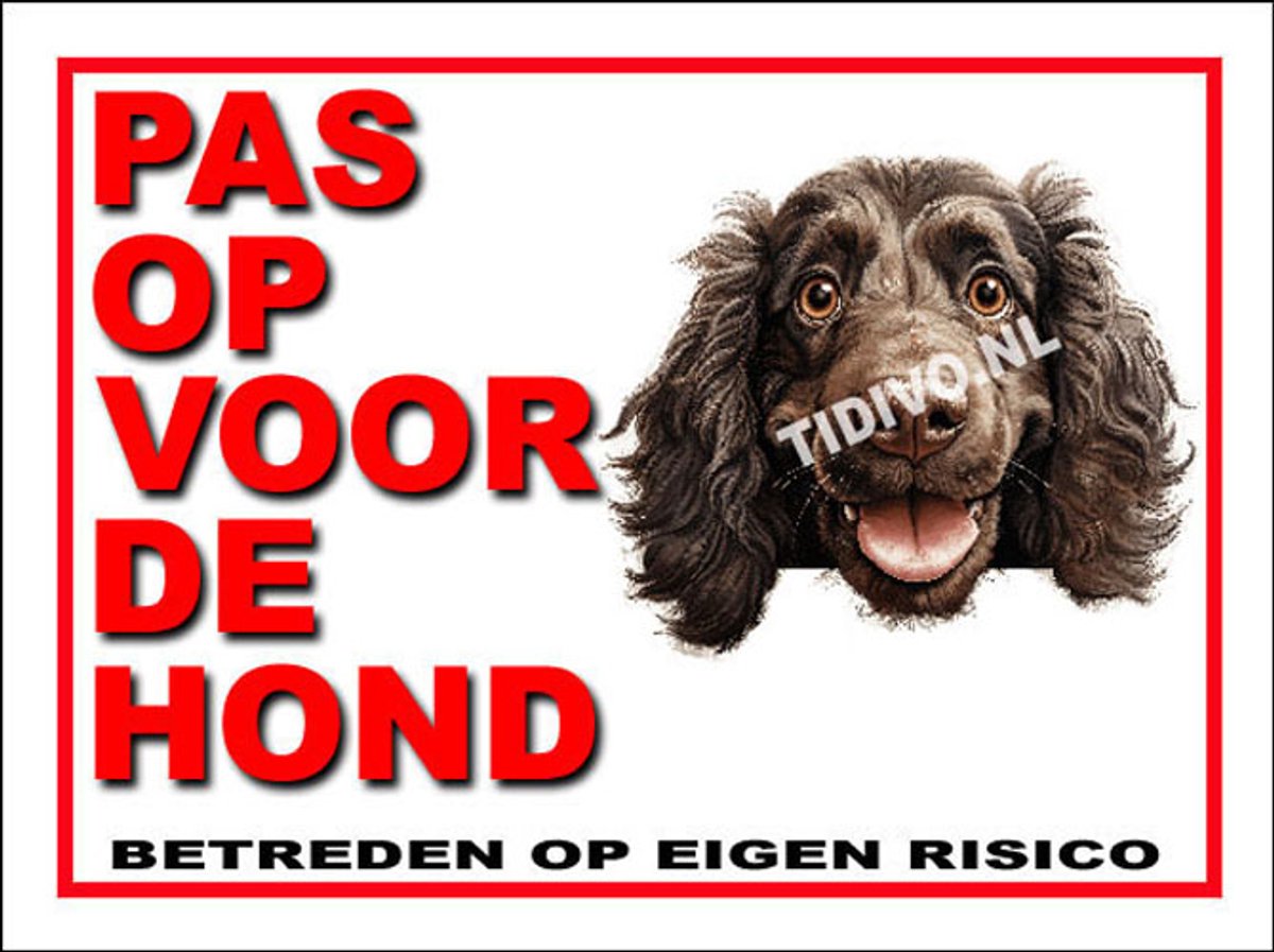 Boykin Spaniel 13