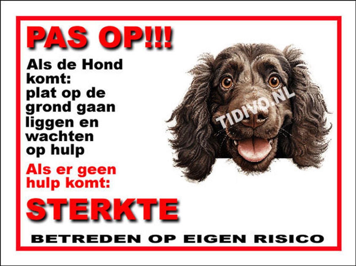 Boykin Spaniel 12