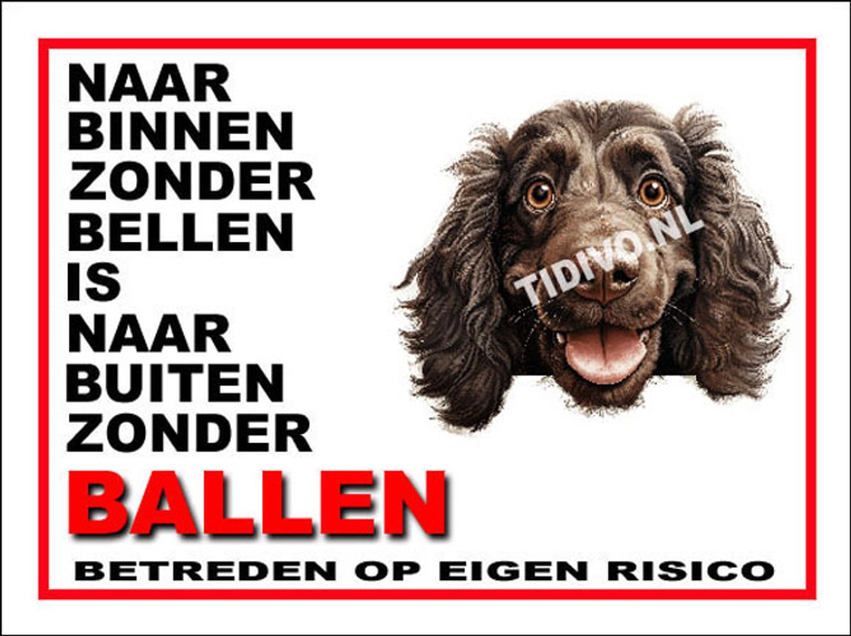 Boykin Spaniel 11