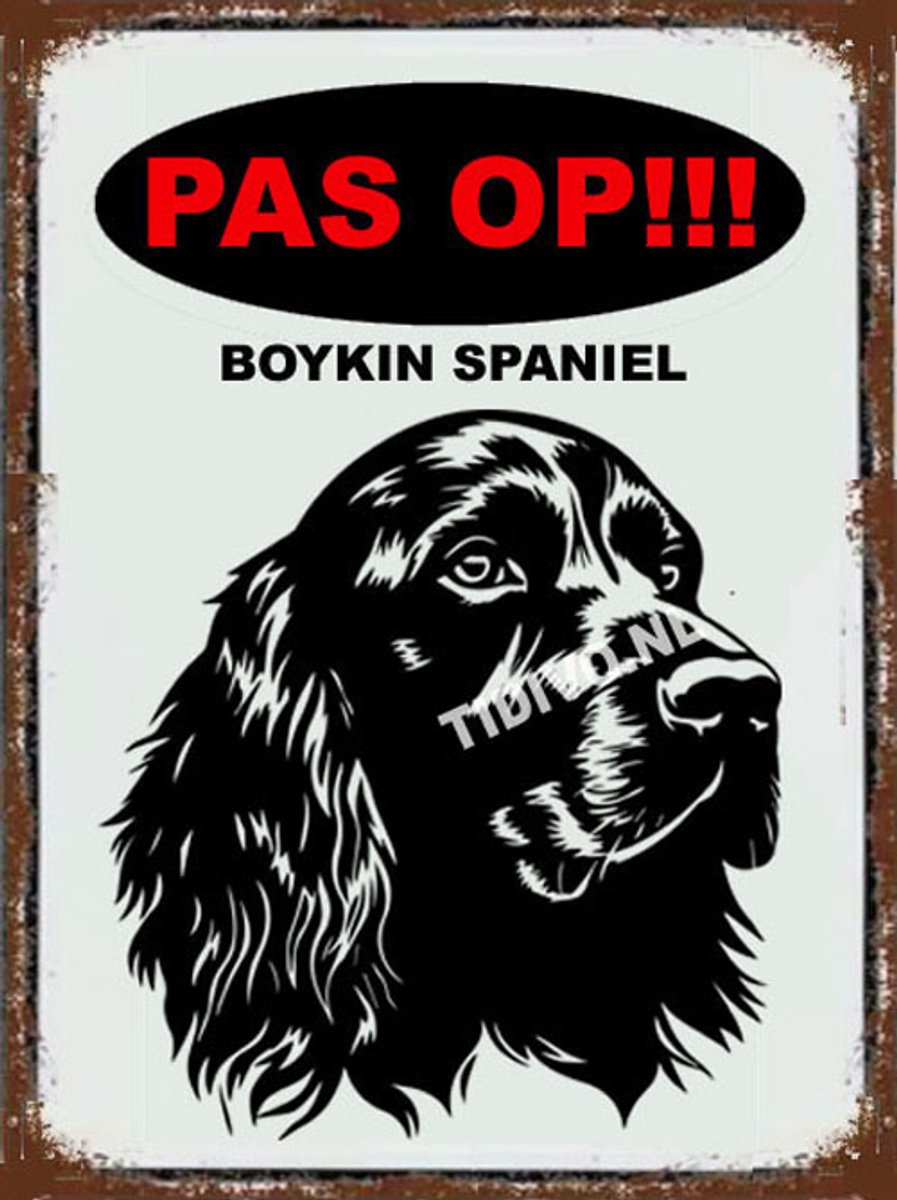 Boykin Spaniel 17