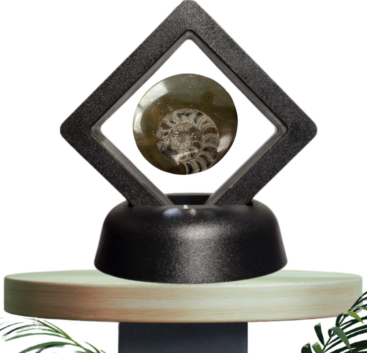 GreatGift - Origineel Orthoceras Fossiel in Luxe Zwevende Display - Gepolijst – Ca. 400 Miljoen Jaar Oud – Inclusief Info Kaartje - Uniek Cadeau