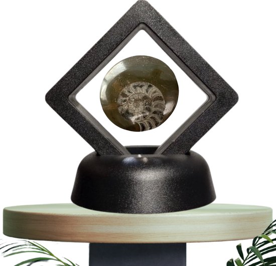 Origineel Orthoceras Fossiel in Luxe Display