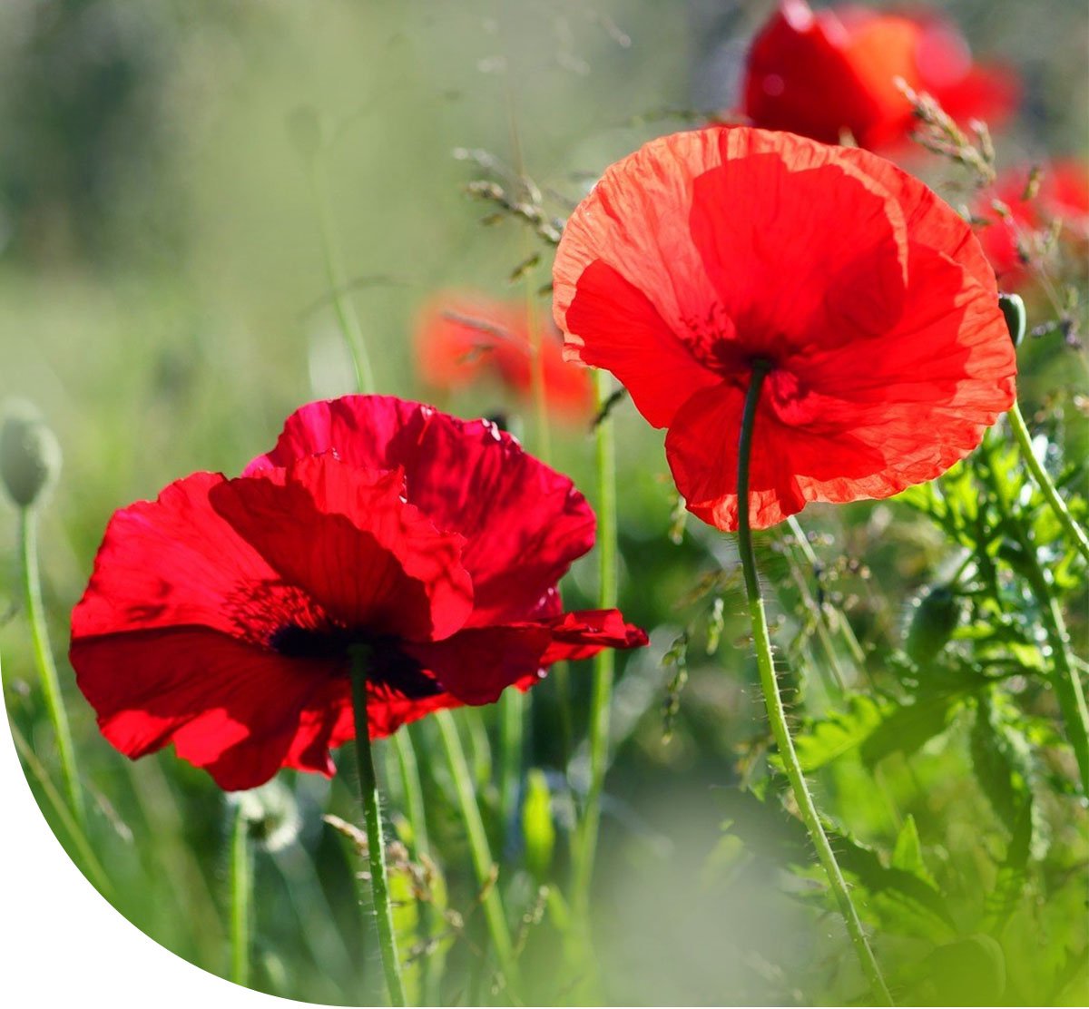 MRS Klaproos zaad (Papaver rhoeas) 1 kg - Poppy seeds - Rode bloemen - Makkelijke bloemzaden - Ideaal voor bijen- en bloemenweides