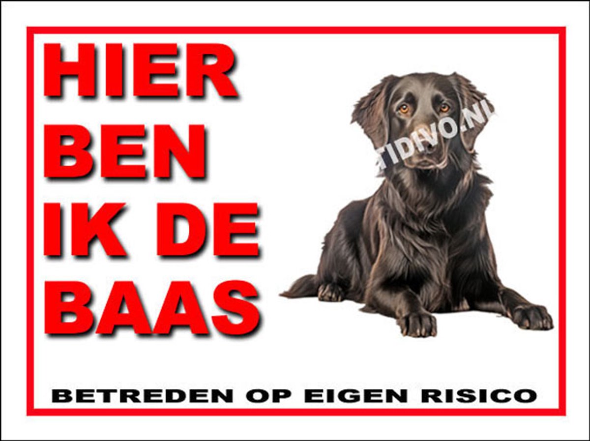 Flatcoated Retriever 2