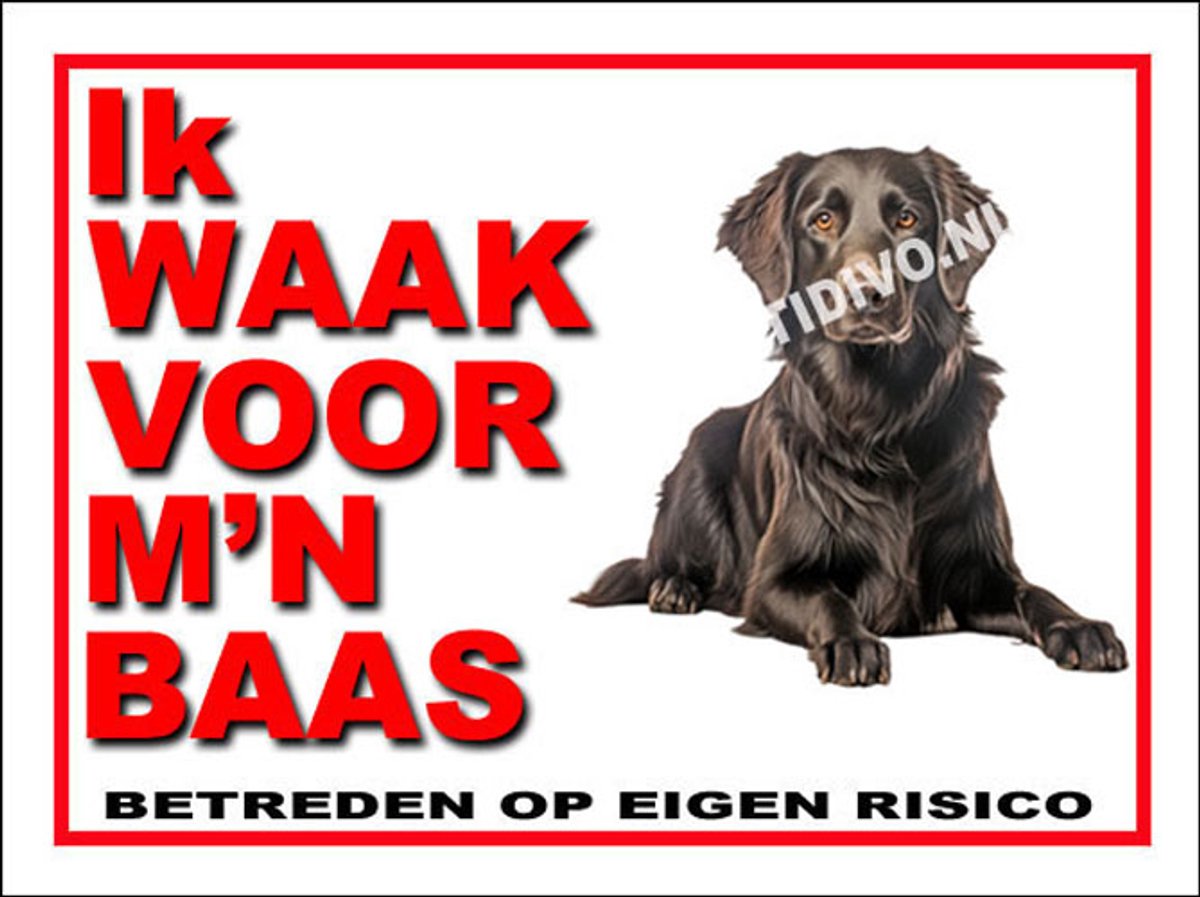 Flatcoated Retriever 9