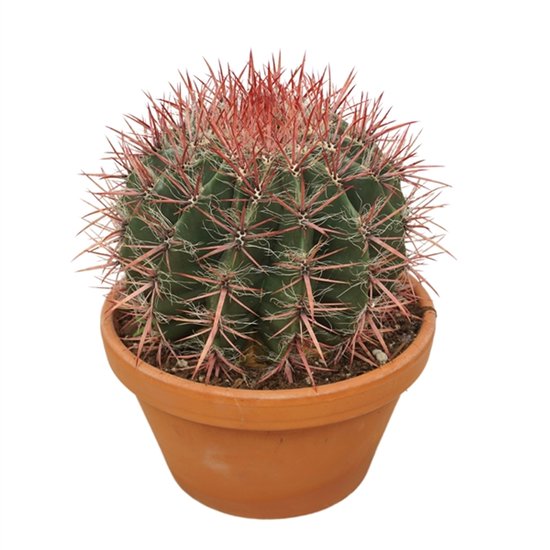 Ferocactus Stainesii - Cactus - Kamerplant - Makkelijk te onderhouden - Weinig water