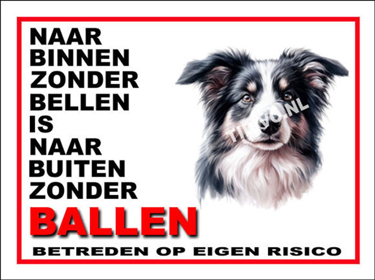 Border Collie 11