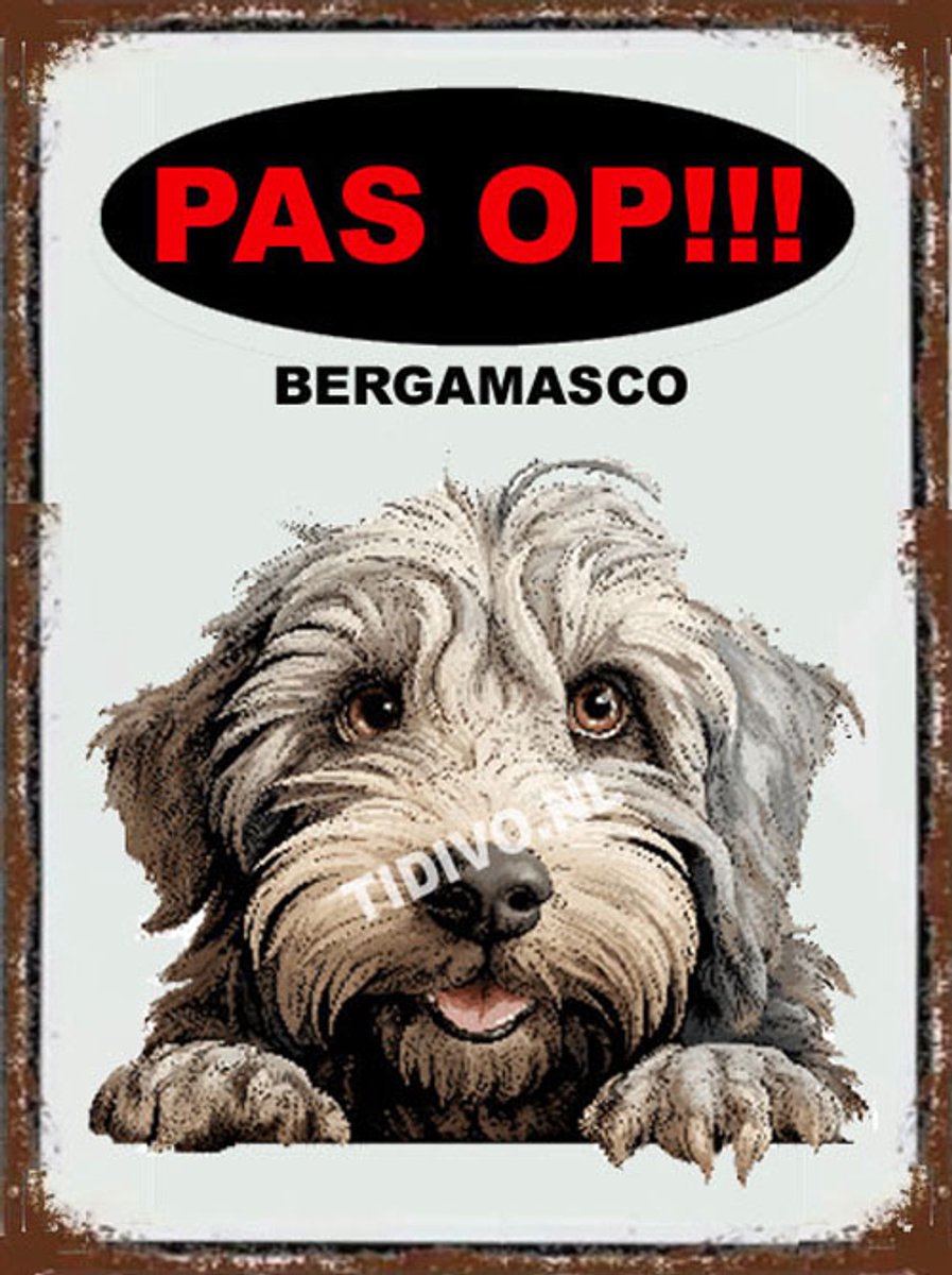 Bergamasco 17