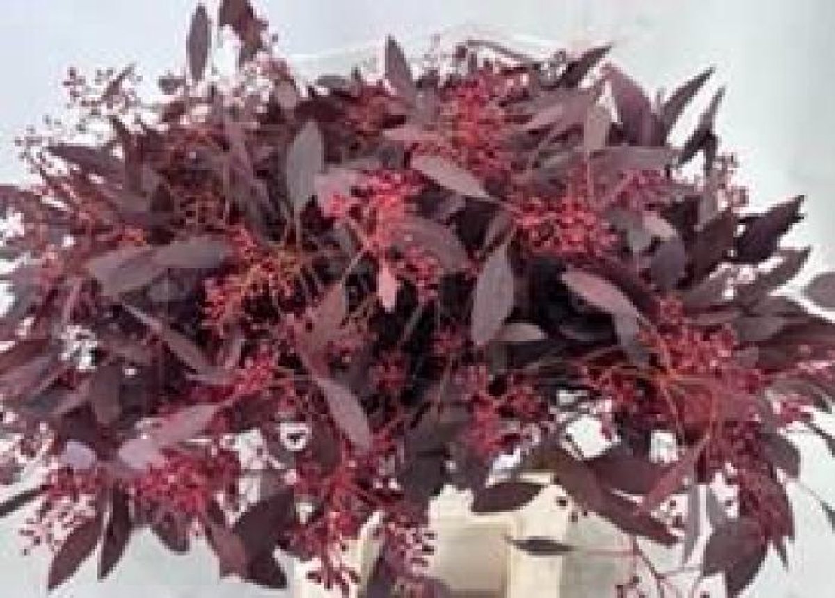 5x Sg eucalyptus pol.bes abs rood 60cm