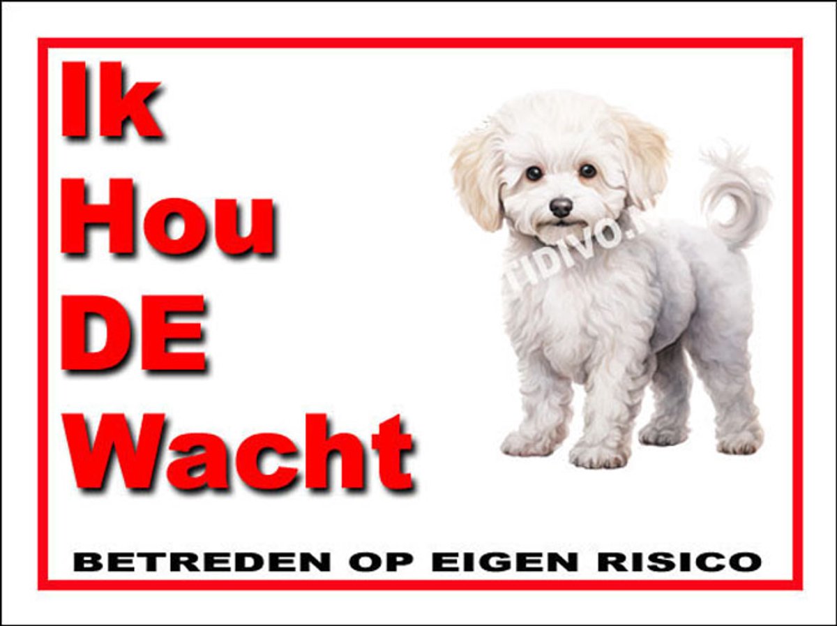 Bichon frisé 7