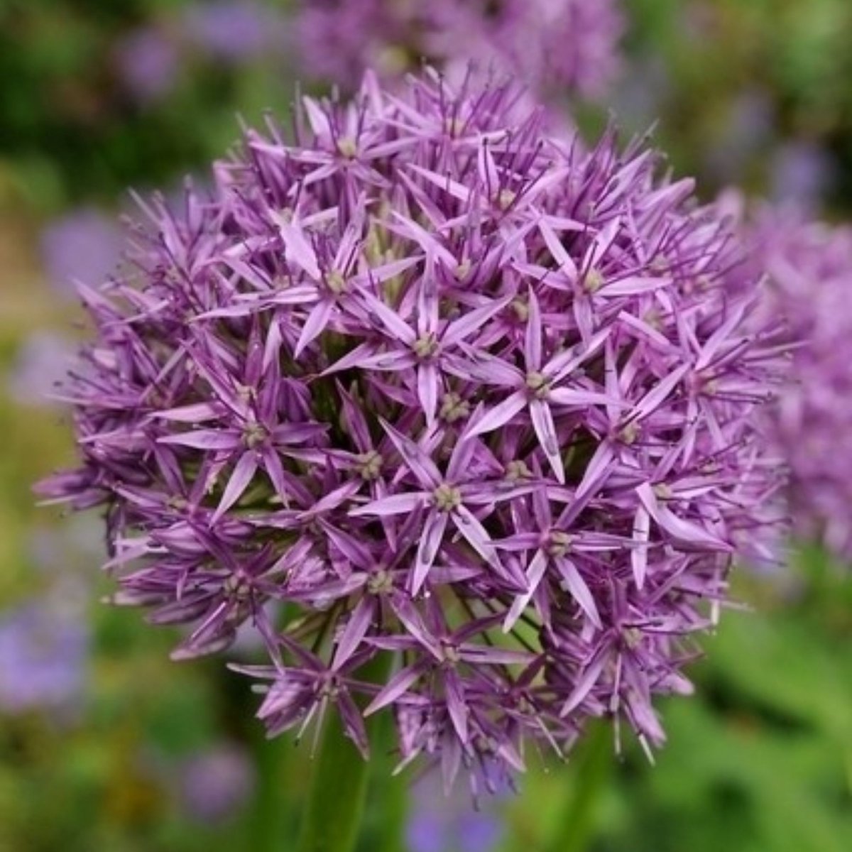 Sierui (Allium) - s Aflatunense - (Grootverpakking XL) - Bijen-Vlinders - Snijbloemen - Zomerbollen - Voorjaarsbollen - bloeit in Juni / Juli