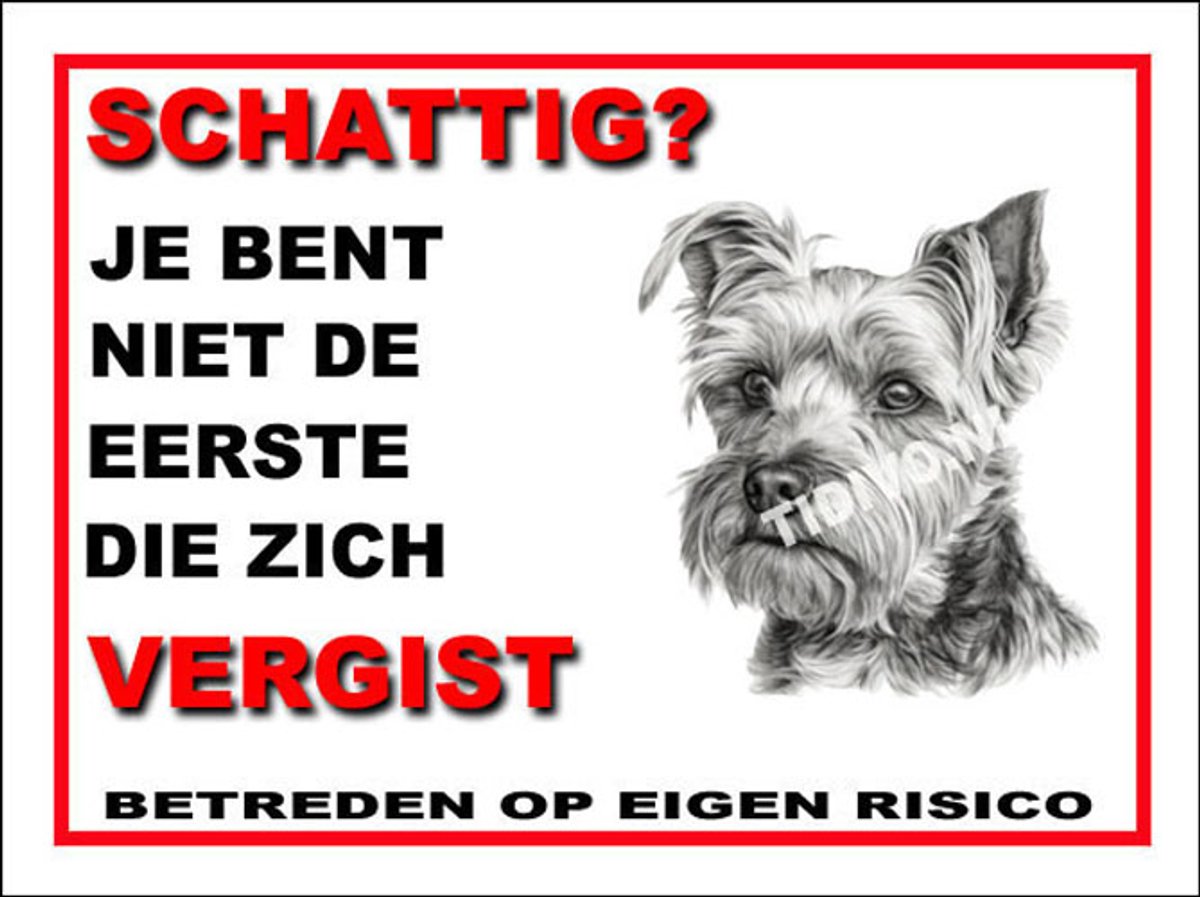 Biewer Terrier 14