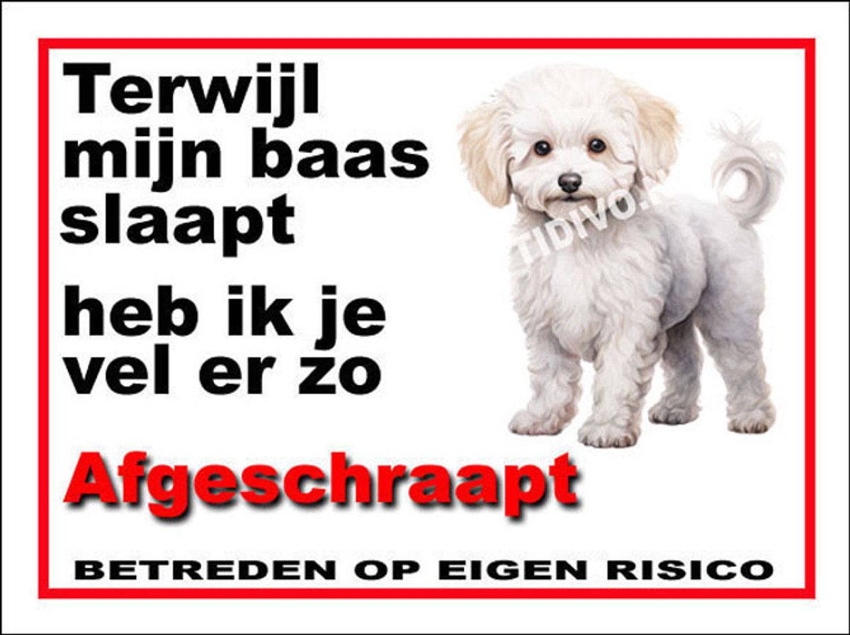 Bichon frisé 15