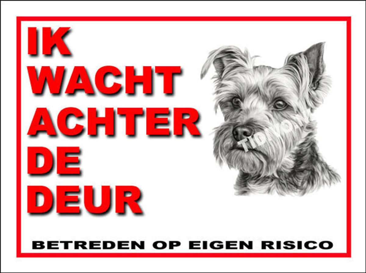 Biewer Terrier 10