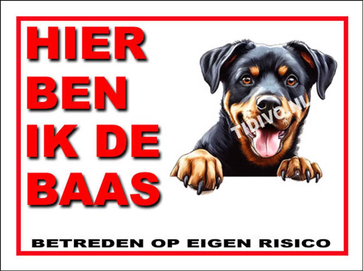Beauceron 2