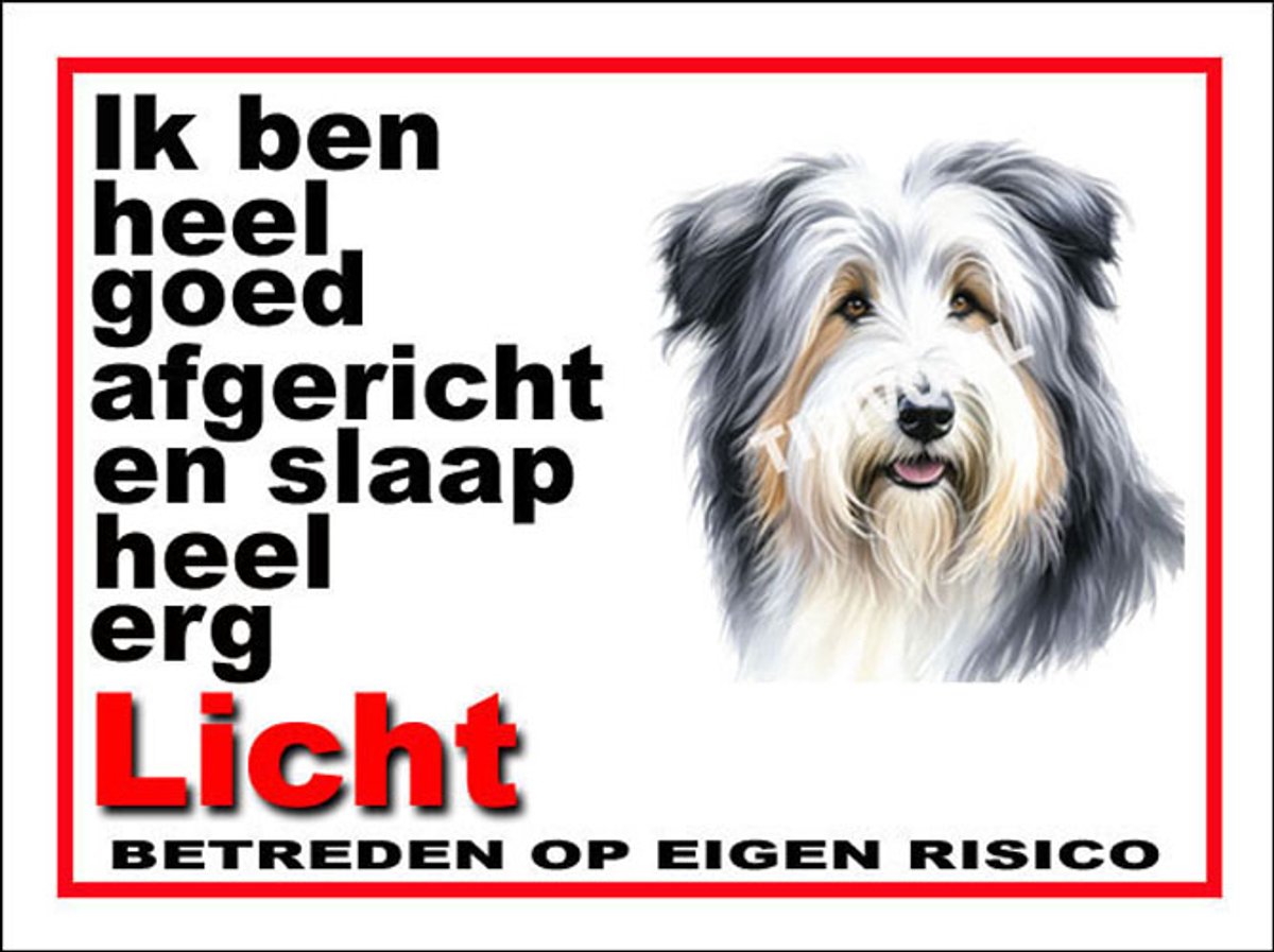 Bearded Collie 4