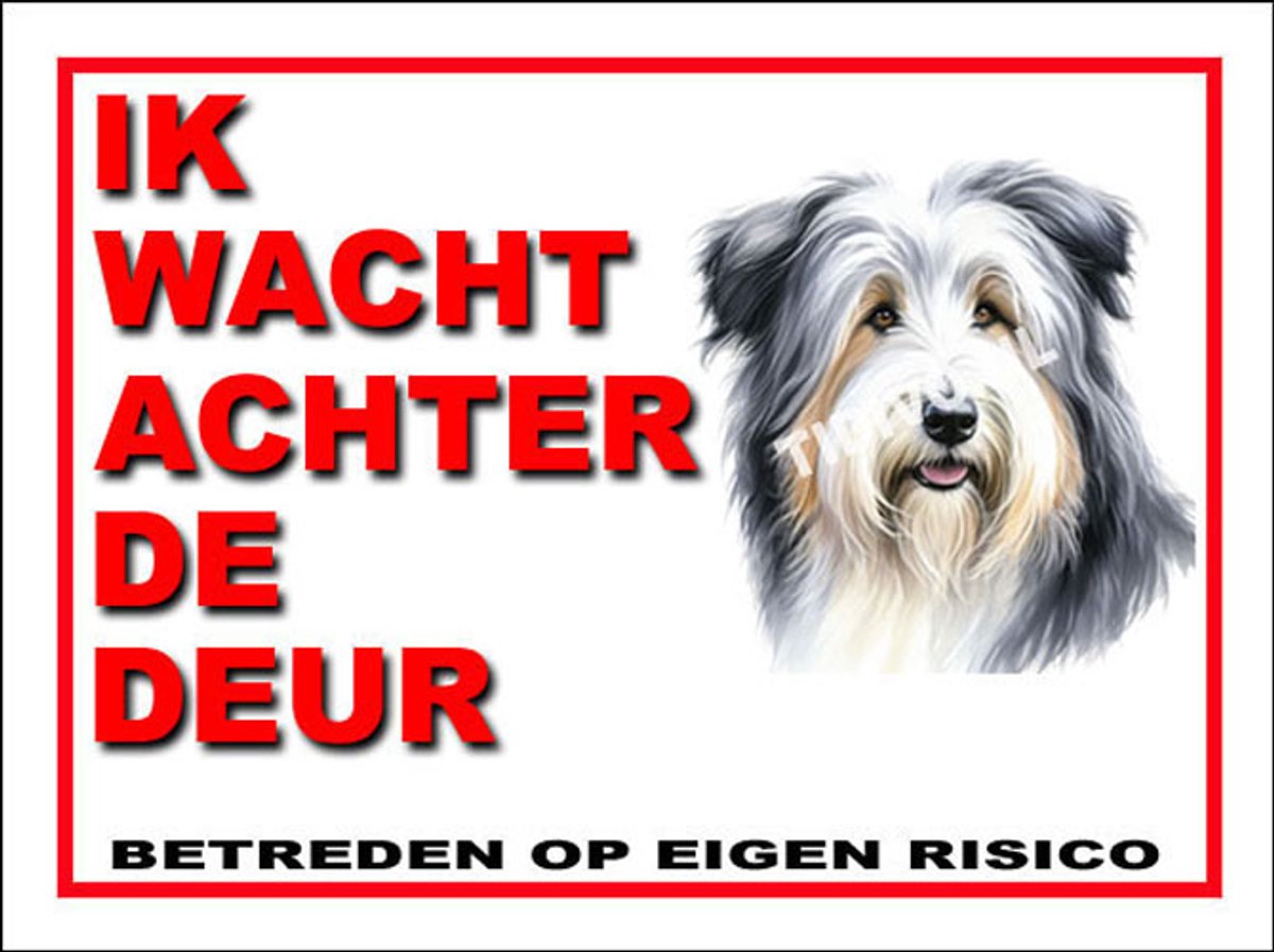 Bearded Collie 10